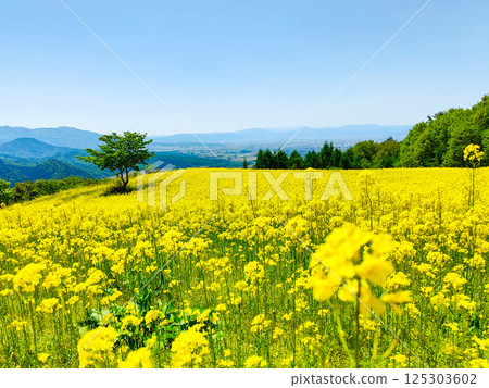 Nanohakura Takahara Nanohana Farm Field 125303602