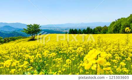 Nanohakura Takahara Nanohana農田 125303603