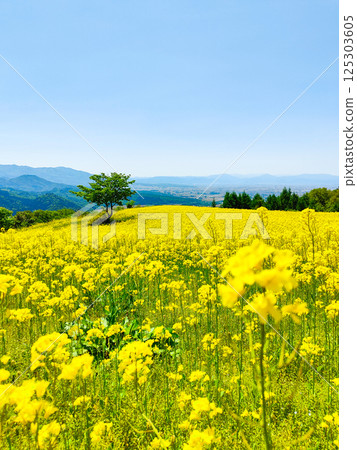 Nanohakura Takahara Nanohana農田 Nanohakura Takahara Nanohana農田 125303605