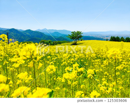 Nanohakura Takahara Nanohana Farm Field 125303606