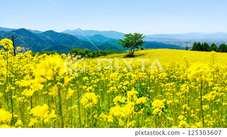 Nanohakura Takahara Nanohana農田 Nanohakura Takahara Nanohana農田 125303607