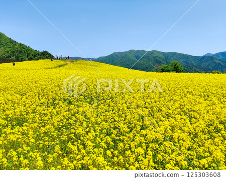 Nanohakura Takahara Nanohana Farm Field 125303608
