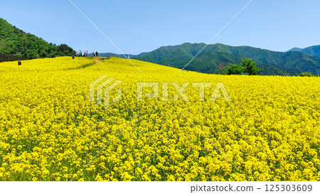 Nanohakura Takahara Nanohana Farm Field 125303609