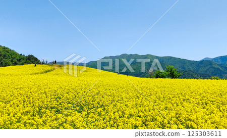 Nanohakura Takahara Nanohana Farm Field 125303611