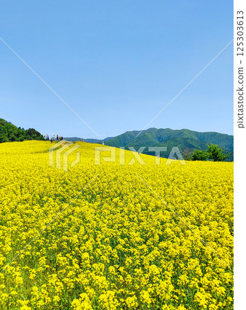 Nanohakura Takahara Nanohana Farm Field Nanohakura Takahara Nanohana Farm Field 125303613