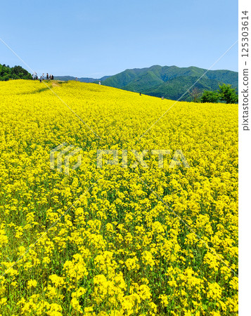 Nanohakura Takahara Nanohana Farm Field Nanohakura Takahara Nanohana Farm Field 125303614