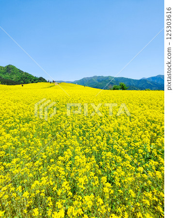 Nanohakura Takahara Nanohana Farm Field Nanohakura Takahara Nanohana Farm Field 125303616