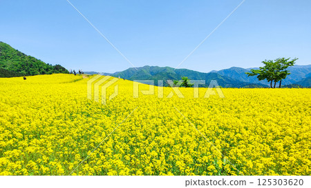 Nanohakura Takahara Nanohana Farm Field Nanohakura Takahara Nanohana Farm Field 125303620