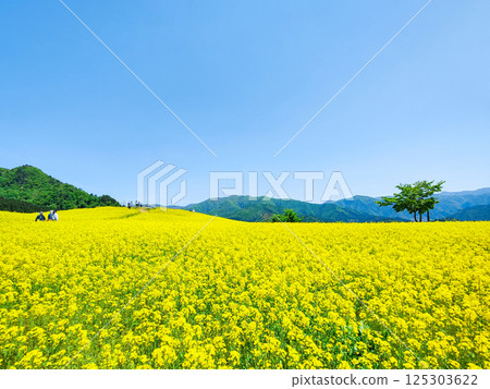 Nanohakura Takahara Nanohana Farm Field 125303622