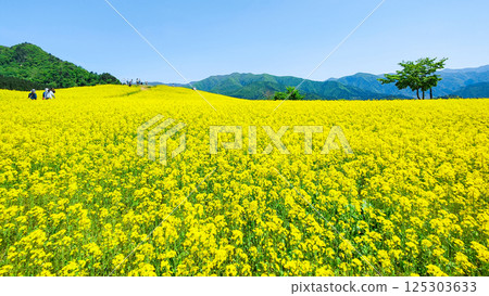 Nanohakura Takahara Nanohana Farm Field 125303633