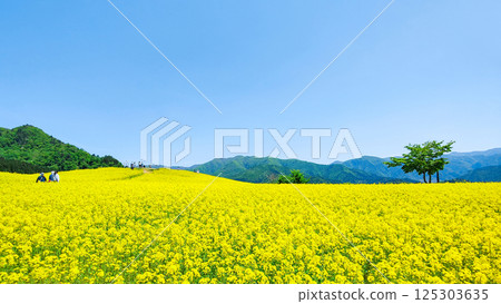 Nanohakura Takahara Nanohana農田 Nanohakura Takahara Nanohana農田 125303635