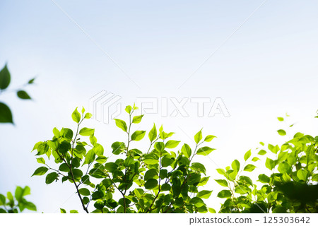 New green background New green background 125303642