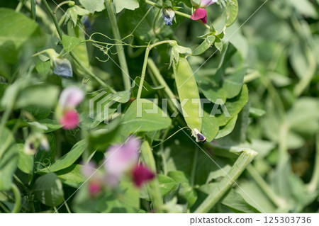 荷蘭豆和花 125303736