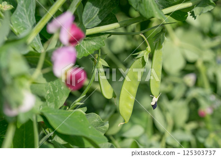 荷蘭豆和花 125303737