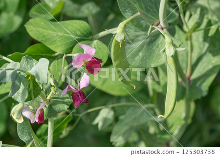 荷蘭豆和花 125303738