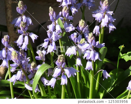 Flowers in a flowerbed in full bloom: Bell daffodils 125303956