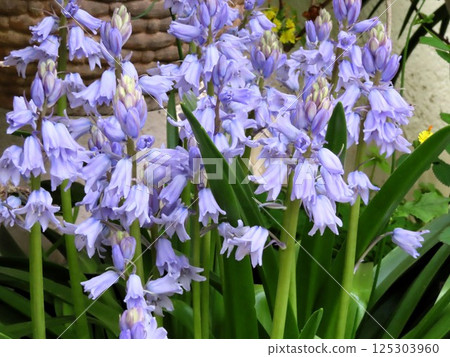 Flowers in a flowerbed in full bloom: Bell daffodils 125303960