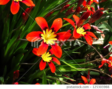 Flowers in full bloom: Flowers in the flowerbed: Iridaceae: Sparaxis [Papyrus 125303966