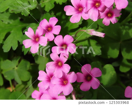 Flowers in a flowerbed in full bloom: Wildflowers: Oxalis tuberosa 125303968