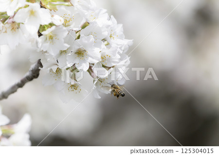 Honeybees swarming amongst blooming cherry blossoms 125304015