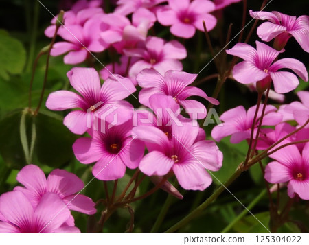 Flowers in the flowerbed in full bloom: Flowerbed flowers & wildflowers: Oxalis tuberosa Flowers in the flowerbed in full bloom: Flowerbed flowers & wildflowers: Oxalis tuberosa 125304022