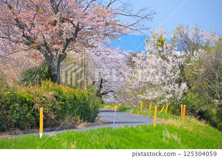<岐阜縣> 羽島市境川櫻花盛開 125304059