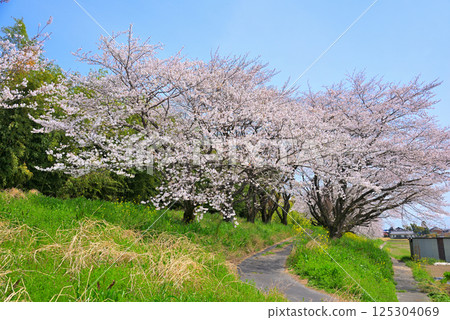 <Gifu Prefecture> Cherry blossoms in full bloom at Sakaigawa River in Hashima City <Gifu Prefecture> Cherry blossoms in full bloom at Sakaigawa River in Hashima City 125304069