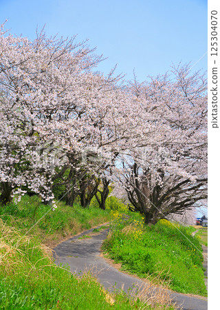 <Gifu Prefecture> Cherry blossoms in full bloom at Sakaigawa River in Hashima City <Gifu Prefecture> Cherry blossoms in full bloom at Sakaigawa River in Hashima City 125304070