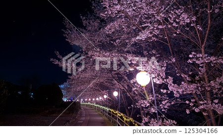 Cherry blossoms at night in Tochihara, Odai Town Cherry blossoms at night in Tochihara, Odai Town 125304166