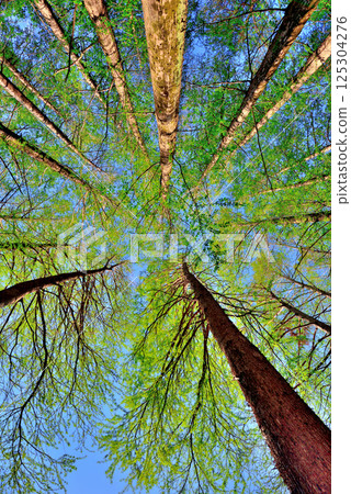 仰望新綠的水杉林 125304276