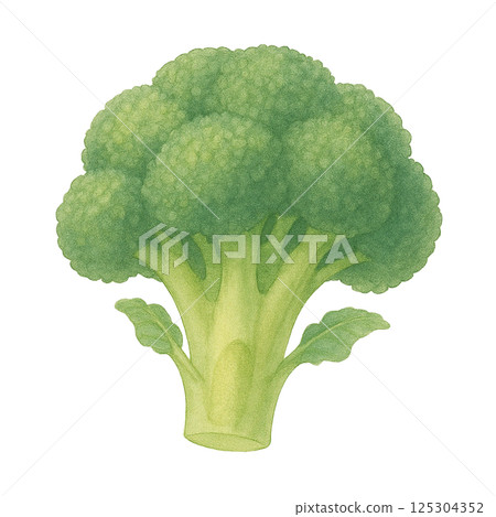 西蘭花莖（蔬菜）的水彩插圖 125304352
