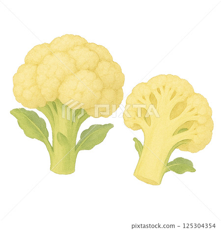 花椰菜及其橫切面(蔬菜)的水彩插圖 花椰菜及其橫切面(蔬菜)的水彩插圖 125304354