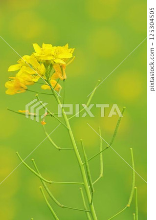 Rape blossoms blooming on the riverbed Rape blossoms blooming on the riverbed 125304505