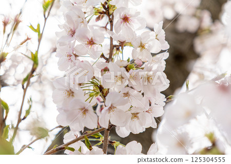 Cherry blossom Cherry blossom 125304555