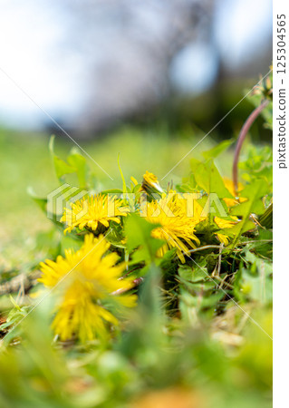 蒲公英盛開在春天領域 125304565