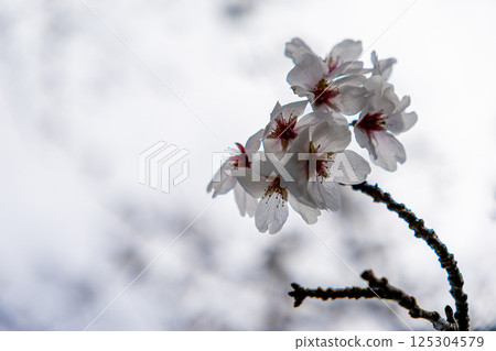 Backlit cherry blossoms Backlit cherry blossoms 125304579