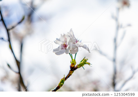 Cherry blossoms bathed in spring light 125304599