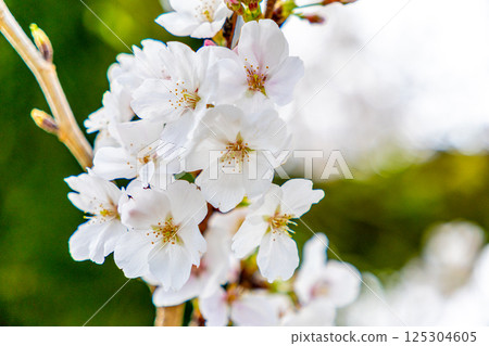 櫻桃花瓣 125304605