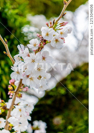 櫻桃花瓣 125304606