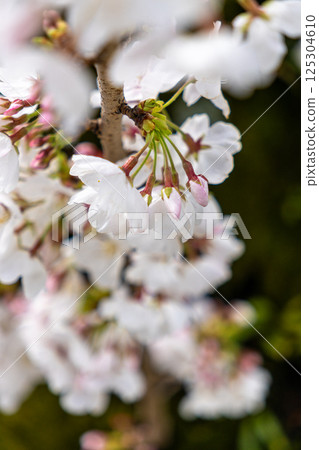 Cherry petals Cherry petals 125304610