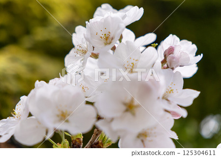 Cherry petals Cherry petals 125304611