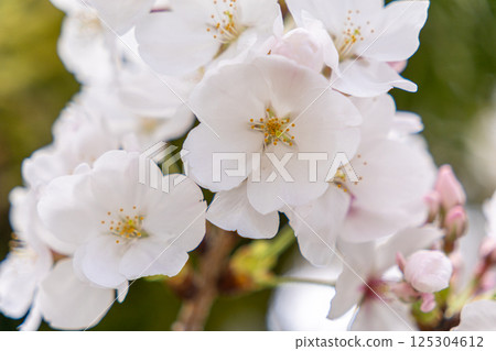 Cherry blossom Cherry blossom 125304612
