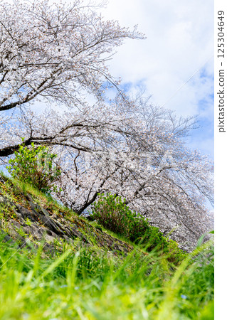 Cherry blossoms blooming on the bank Cherry blossoms blooming on the bank 125304649