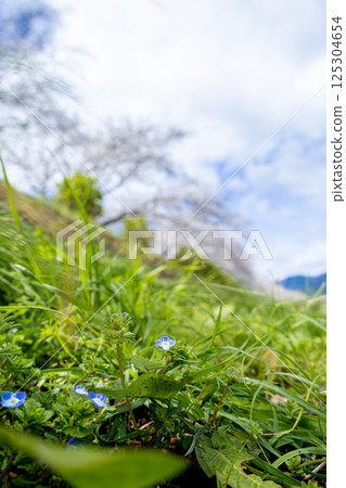 Blue sky and spring persianthus Blue sky and spring persianthus 125304654