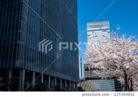 東京八重洲出口附近的櫻花盛開的城市景觀 2025.04 f-1 125304682