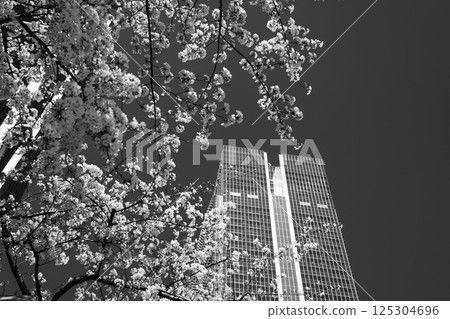東京八重洲出口附近的櫻花盛開的城市景觀 2025.04 h-5 單色 東京八重洲出口附近的櫻花盛開的城市景觀 2025.04 h-5 單色 125304696