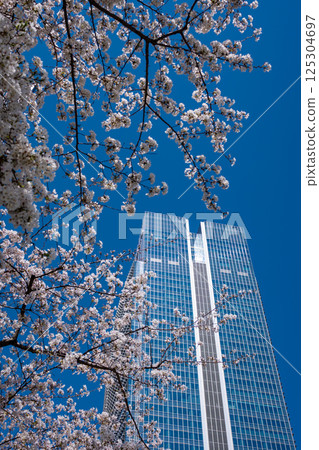 東京八重洲出口附近的櫻花盛開的城市景觀 2025.04 i-1 東京八重洲出口附近的櫻花盛開的城市景觀 2025.04 i-1 125304697