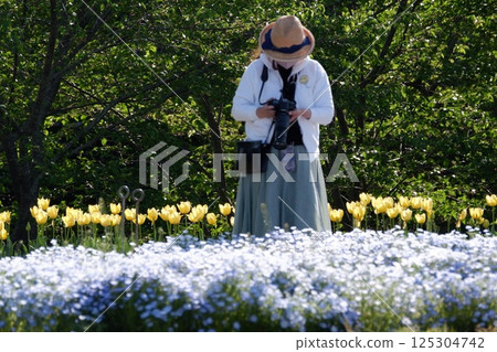 Nemophila at Umami Hill Park in Nara Prefecture 125304742