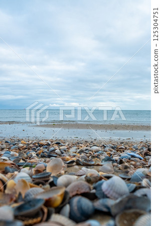 Eierland, De Cocksdorp, Texel, The Netherlands, Oktober 28th, 2024, Seashells scattered across a Eierland, De Cocksdorp, Texel, The Netherlands, Oktober 28th, 2024, Seashells scattered across a 125304751