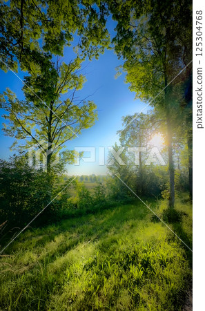 Experience a Serene Woodland Escape with Glorious Golden Sunlight Shining Through the Trees 125304768